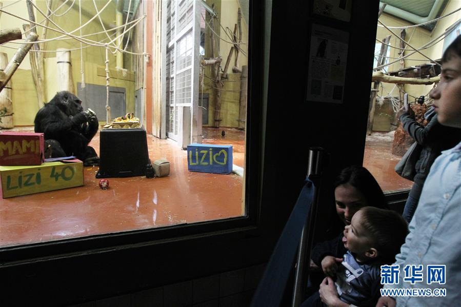 （國際）（3）布達佩斯動物園母猩猩利賽爾迎來40歲生日