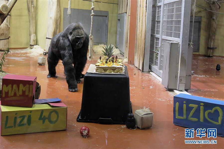 （國(guó)際）（1）布達(dá)佩斯動(dòng)物園母猩猩利賽爾迎來(lái)40歲生日