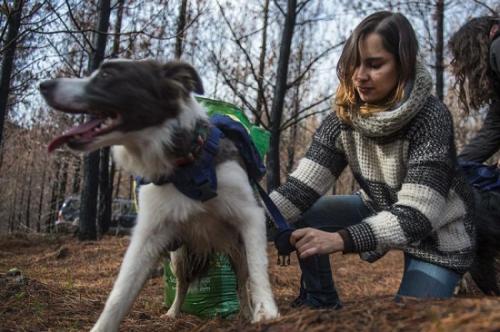 智利的這只牧羊犬馱著背包，準備“開工”。