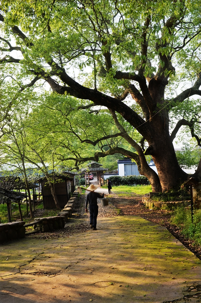  嚴村樟樹灣