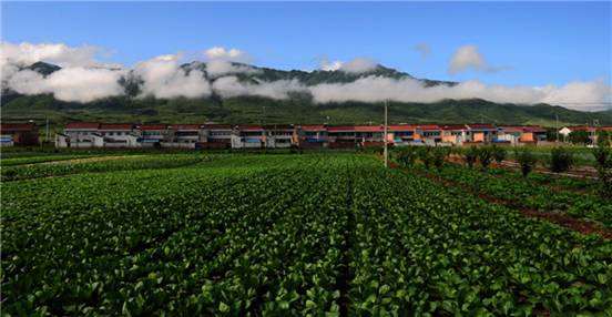 寶雞市太白縣高山蔬菜基地